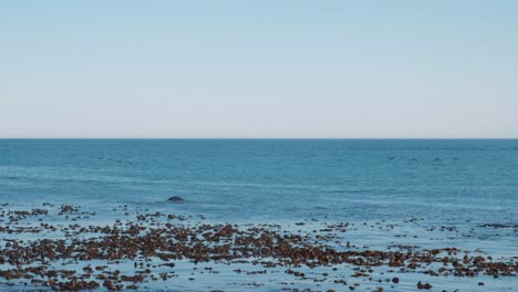 a panning shot following 4 seagulls as they fly over the ocean