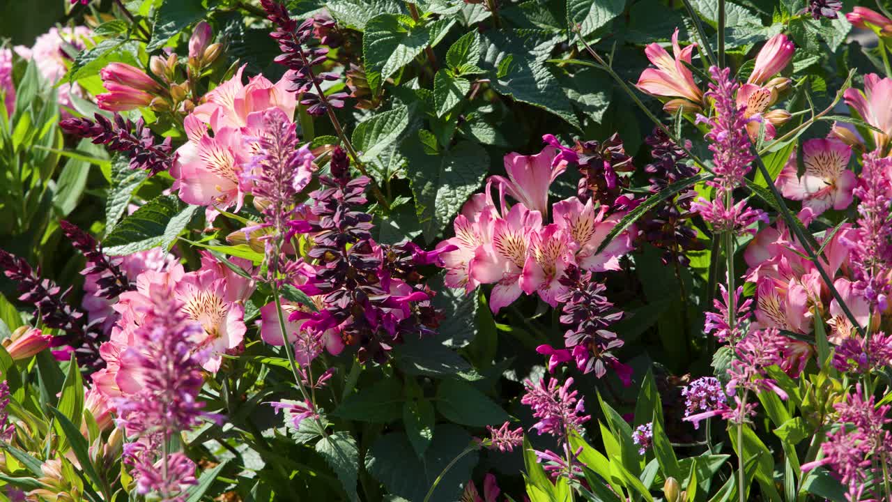 Vivid pink and purple flowers blooming outdoors in bright sunlight, macro perspective, minimal camera movement