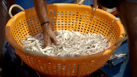 pesca de anchoas frescas en el puerto pesquero