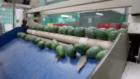 avocados at a packing house in uruapan michoacan slow motion