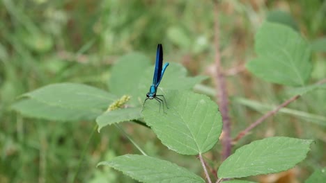 Close-up-Damselfly-during-grooming-of-big-compound-eyes,-ocelli,-and-head-wiping-them-using-front-leg-and-shaking-it's-head-leg-rubbing