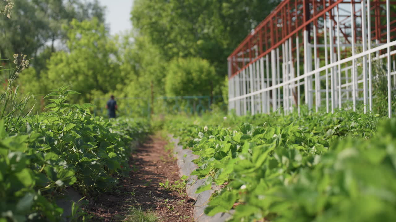 Close up of green plants swaying gently in wind along farm path, blurred person standing in distance, surrounded by metal greenhouse frame and trees under sunlight in rural nature