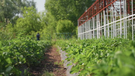 close up of green plants swaying gently in wind along farm path, blurred person standing in distance, surrounded by metal greenhouse frame and trees under sunlight in rural nature