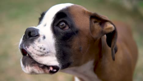 slowmotion close-up shot of a young boxer closing its mouth and wagging its tail