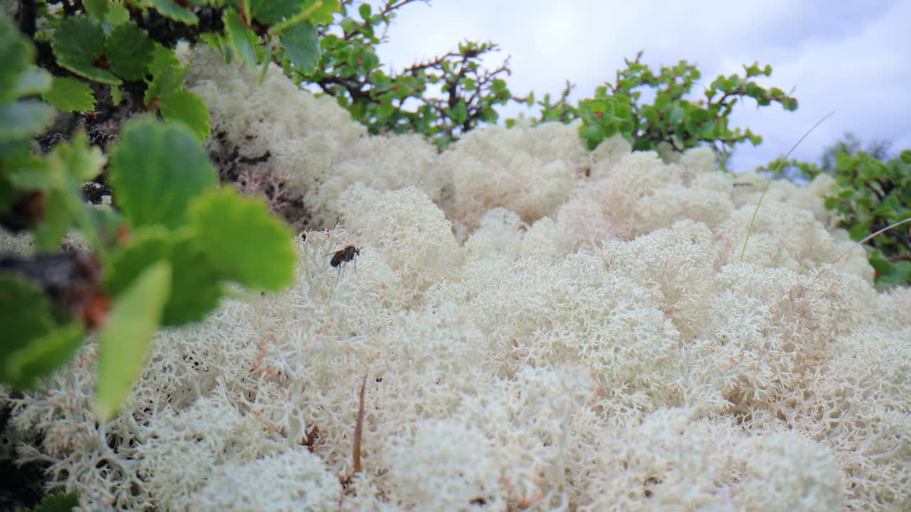북극 드라, 아름다운 자연, 노르웨이 자연 풍경