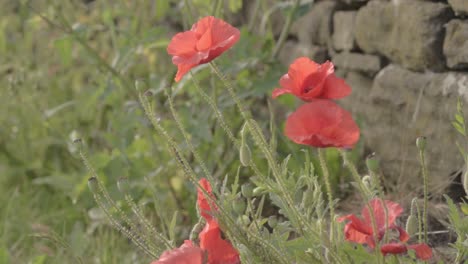 Amapolas-Rojas-Creciendo.-Salvaje-Cerca-De-La-Pared-De-Piedra