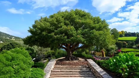 a stone walkway leads up to a large tree in the middle of a garden