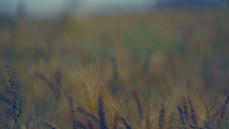 wheat field close up view, a wind blows with the wheat
