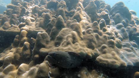 underwater shot of giant moray hiding amongs corals at andaman sea