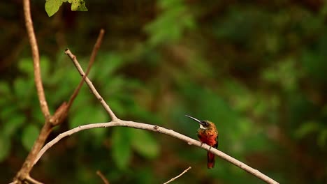 A-red-and-green-hummingbird-with-a-white-throat-perched-on-a-branch-in-the-Savannahs-of-Brazil