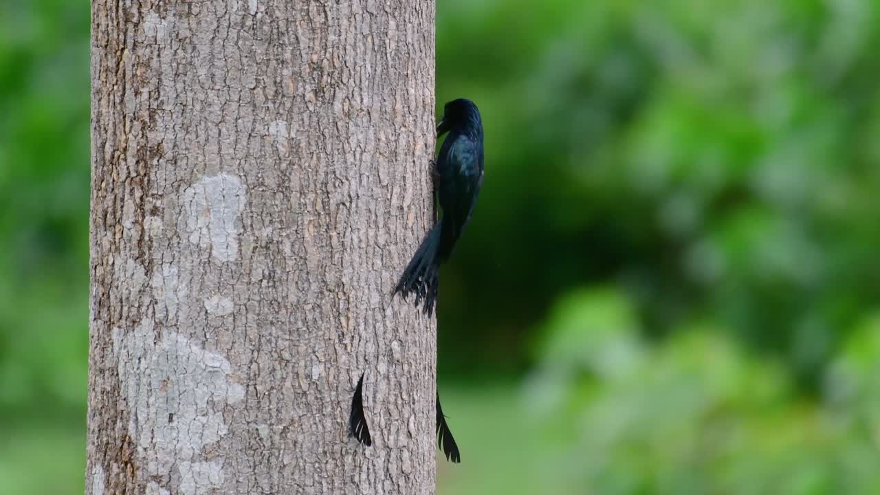 더 큰 라켓 꼬리 드론고는 라켓처럼 보이는 꼬리로 유명합니다.