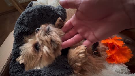 sweet yorkshire terrier lies wrapped in a hawaiian scarf and plays with its owner