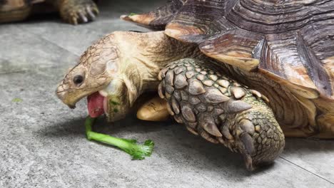 giant tortoise eating vegetables