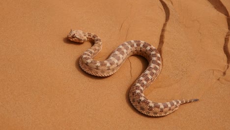 close up of saharan horned viper slithering on sand. tracking shot