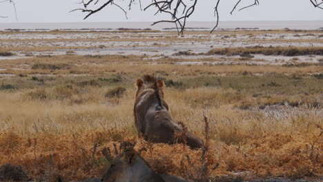 male lion lying down in grass safari environment