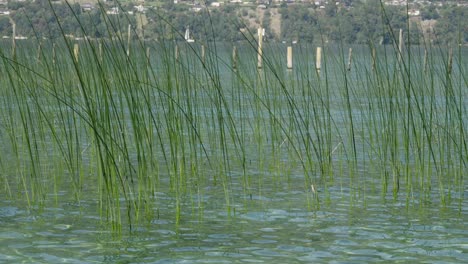 Close-up-shot-at-sparse-grass-leaves-at-river-flow-with-mountain-background-slow