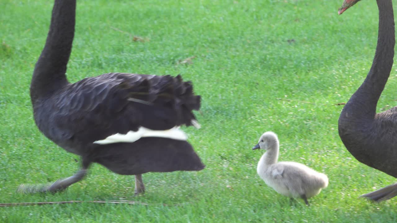 Swan Leading young Duckling Cygnet in Grassy Meadow in New Zealand Countryside
