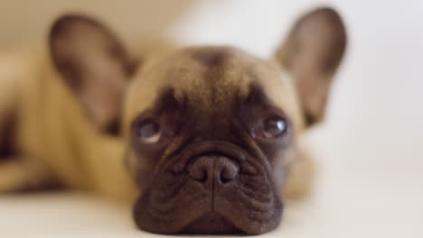 un lindo cachorro de bulldog francés de mascota