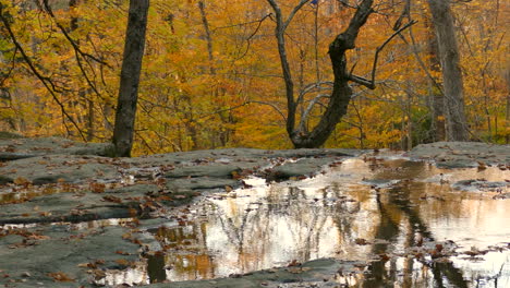 Una-Escena-Pintoresca-De-Charcos-De-Agua-Tranquila-Entre-Los-árboles-Cubiertos-De-Hojas-De-Otoño