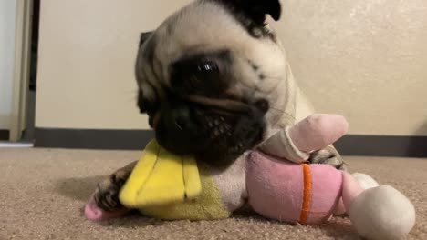 Lindo-Pug-Hembra-Adorable-Jugando-Con-Su-Muñeca