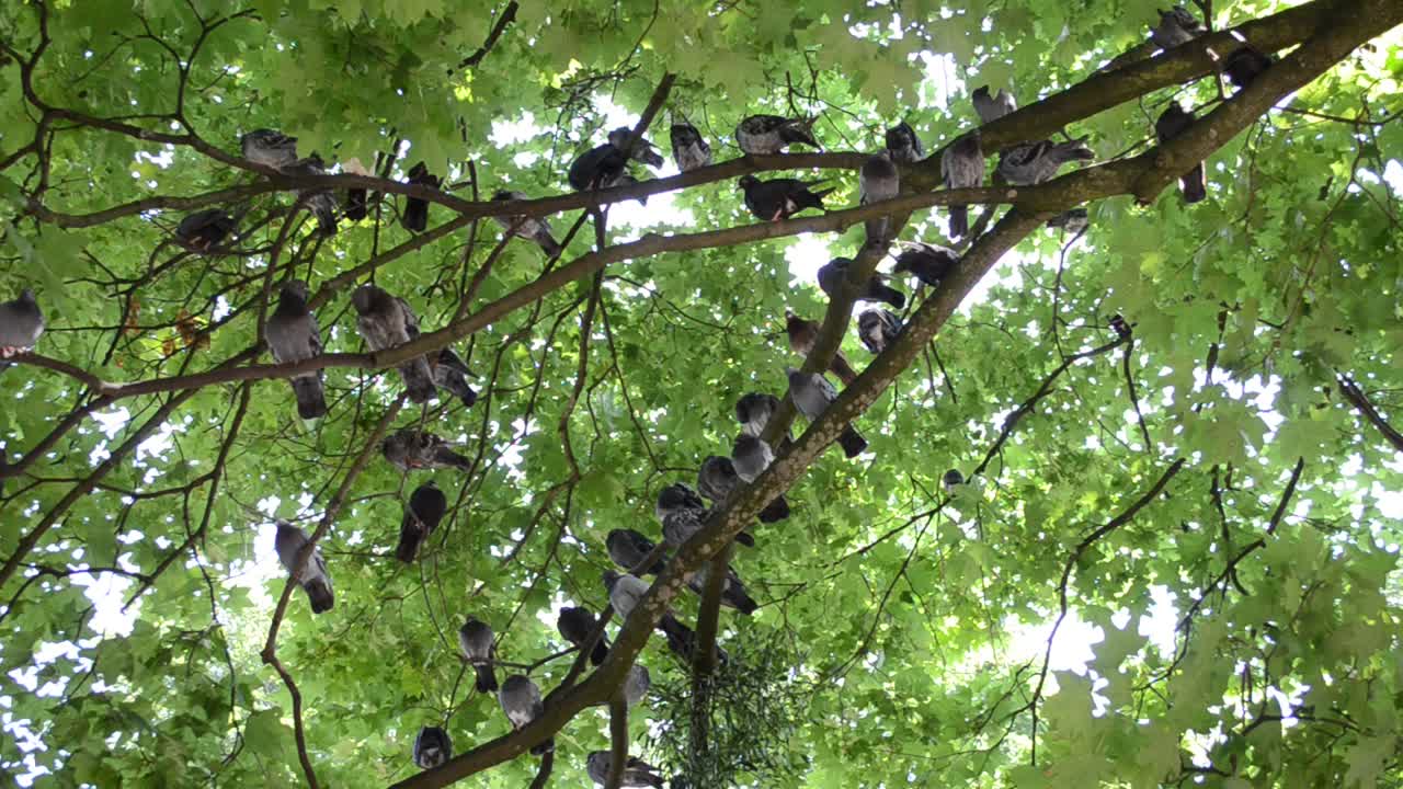 Piccioni nel bosco. Riprese nel parco.