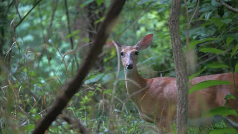 Female-Whitetail-Deer-in-Pony-Pasture-Park,-Virginia