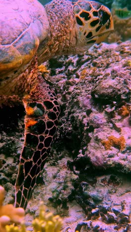 the beauty of marine ecosystem: sea turtle and fish swimming around pink corals