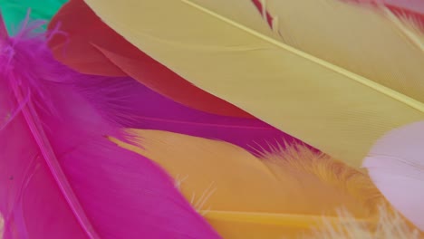 close-up of colorful feathers