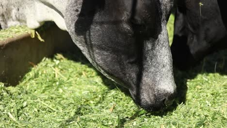 primer plano de dos vacas comiendo de un comedero en una granja, cámara lenta