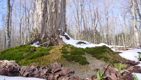 lichen en tree in spring