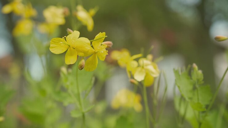 Celandine Blooms in the Garden. Close up