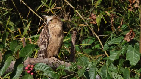 Schaut-Nach-Rechts-Und-Dreht-Dann-Den-Kopf-Nach-Links,-Während-Er-Sich-In-Der-Morgensonne-Sonnt,-Buffy-Fish-Owl-Ketupa-Ketupu,-Thailand