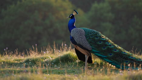 peacock walking in a grassy field