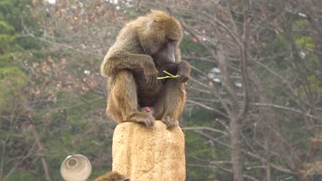 babuino de oliva se sienta en la roca y come rama de árbol, vista frontal en el zoológico de seúl