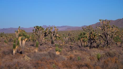 yucca trees mojave colorado desert joshua tree national park california wind sunny blue sky rocky rugged mountain terrain landscape skull rock sheephole valley wilderness fortynine palm oasis zoom in