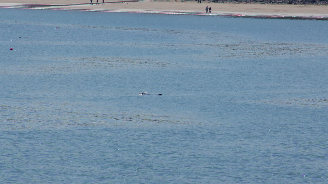 dolphin or porpoise breaching the water at new quay Bay