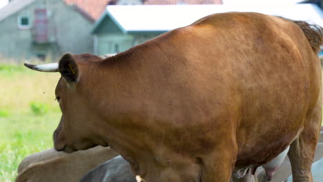 vaca marrón en un campo
