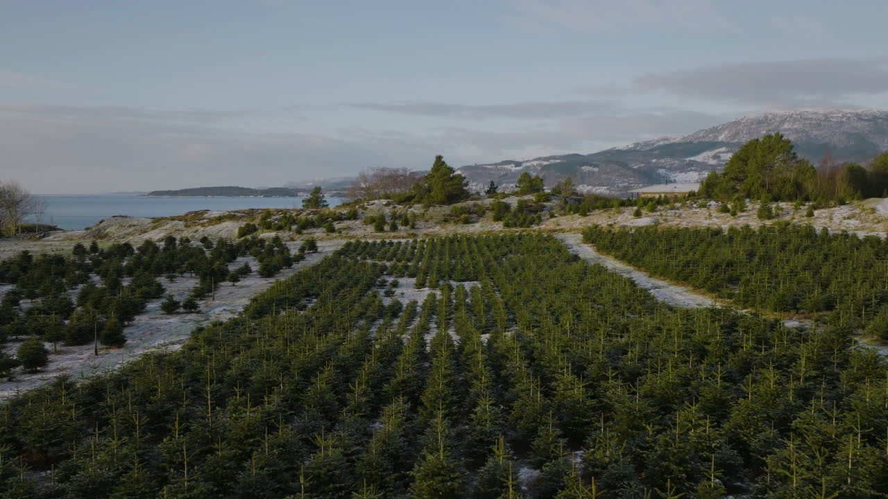 크리스마스 트리 농장 겨울 풍경 비행