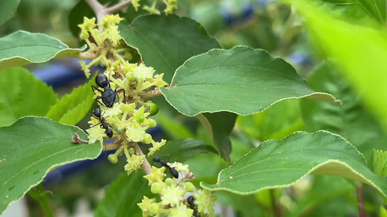 extreme closeup shot of an Ant on the tree