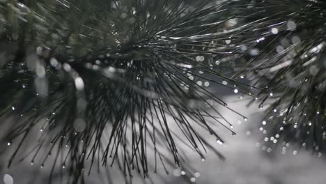 Water-drops-on-needles-of-pine-tree-shine-in-sunlight,-dolly-shot