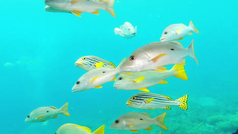 black spot snappers just going about their day