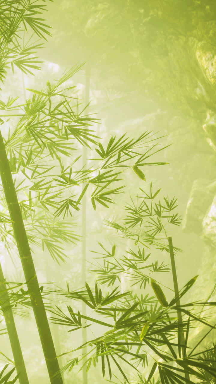 Piante di bambù crescono in una foresta nebbiosa durante le prime ore del mattino.