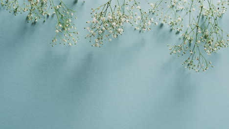 video de múltiples flores blancas y espacio de copia en fondo azul