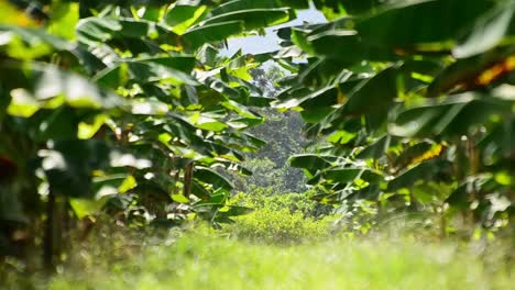 Lange-Reihen-Von-Bananenstauden,-Die-Im-Wind-Wehen,-Wobei-Nur-Der-Entfernte-Hintergrund-Im-Fokus-Ist