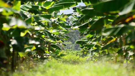 long rows of banana trees waving in the wind with only the far background in focus