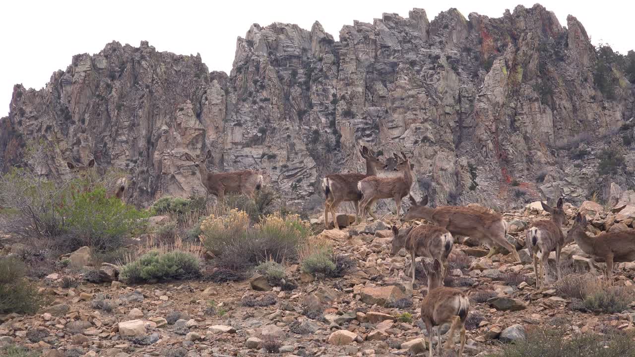 el venado bura hembra juvenil pasta en la ladera de una colina en las montañas orientales de sierra nevada 3