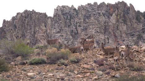 Hembra-De-Venado-Bura-Juvenil-Pastan-En-La-Ladera-De-Una-Colina-En-El-Este-De-Sierra-Nevada-3