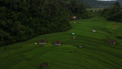 Isolated-farmer-huts-in-the-middle-of-rice-terraces-in-Bali,-Indonesia