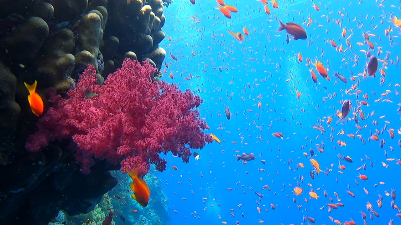 Enorme banco di Anthias nuota attorno a coralli molli Alcyonacea lungo la parete della barriera corallina tropicale in acque marine di un blu profondo.