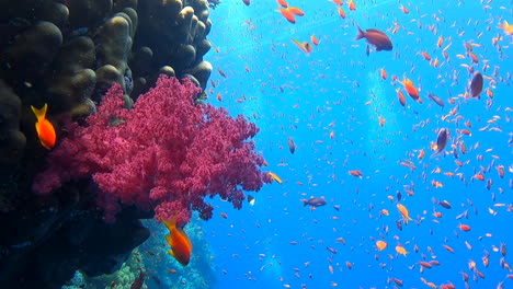 huge sea goldies school around alcyonacea soft coral along the face of the tropical reef in deep blue sea water